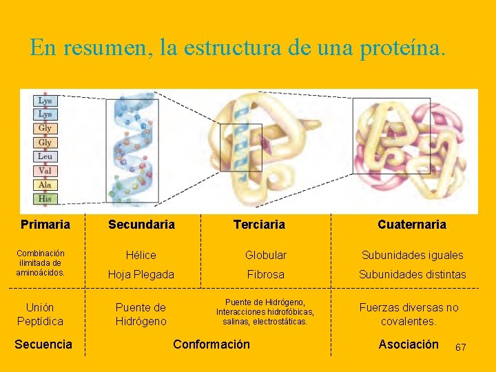En resumen, la estructura de una proteína. Primaria Secundaria Terciaria Cuaternaria Combinación ilimitada de