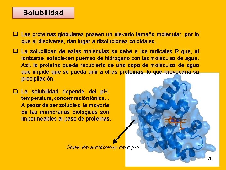 Solubilidad q Las proteínas globulares poseen un elevado tamaño molecular, por lo que al