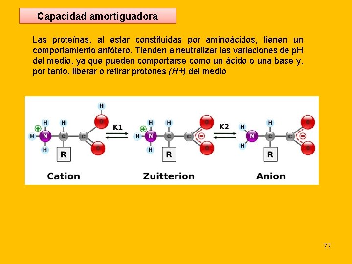 Capacidad amortiguadora Las proteínas, al estar constituidas por aminoácidos, tienen un comportamiento anfótero. Tienden