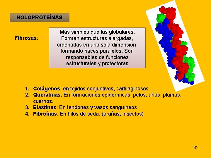 HOLOPROTEÍNAS Fibrosas: Más simples que las globulares. Forman estructuras alargadas, ordenadas en una sola