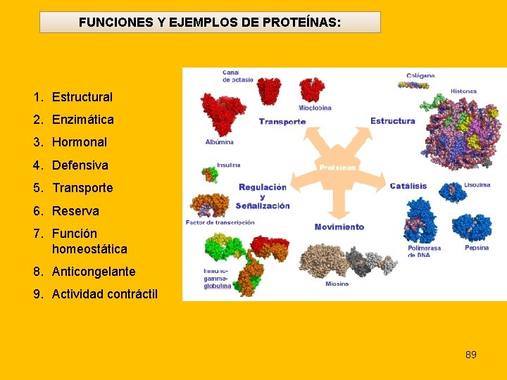 FUNCIONES Y EJEMPLOS DE PROTEÍNAS: 1. Estructural 2. Enzimática 3. Hormonal 4. Defensiva 5.
