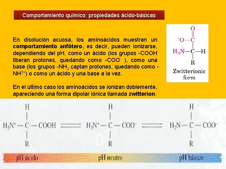Comportamiento químico: propiedades ácido-básicas En disolución acuosa, los aminoácidos muestran un comportamiento anfótero, es