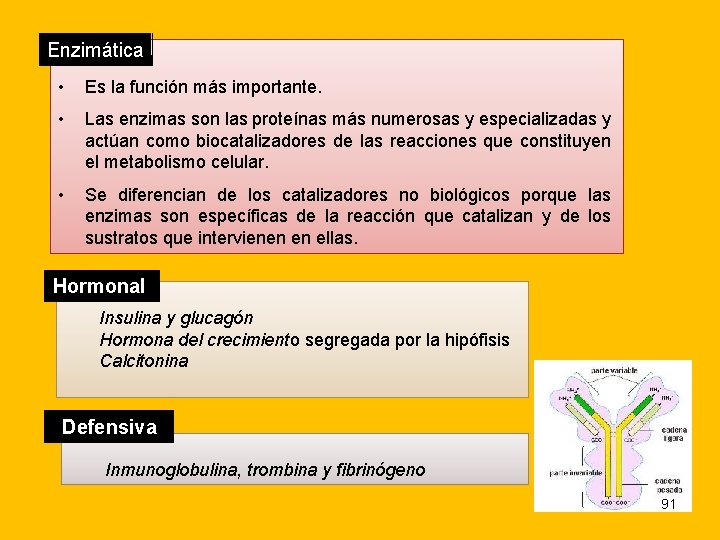 Enzimática • Es la función más importante. • Las enzimas son las proteínas más