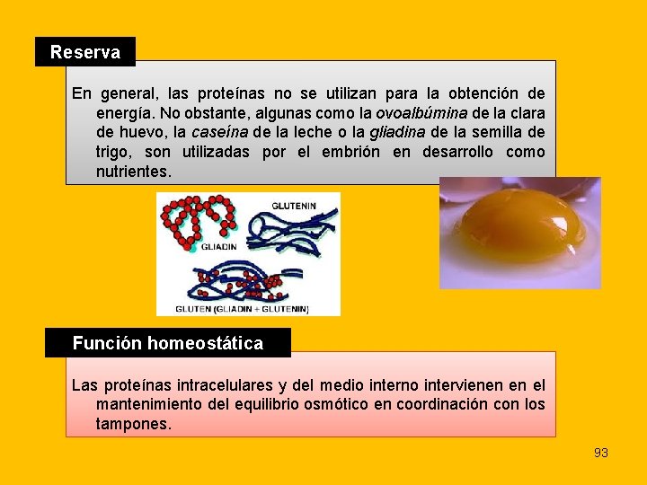 Reserva En general, las proteínas no se utilizan para la obtención de energía. No
