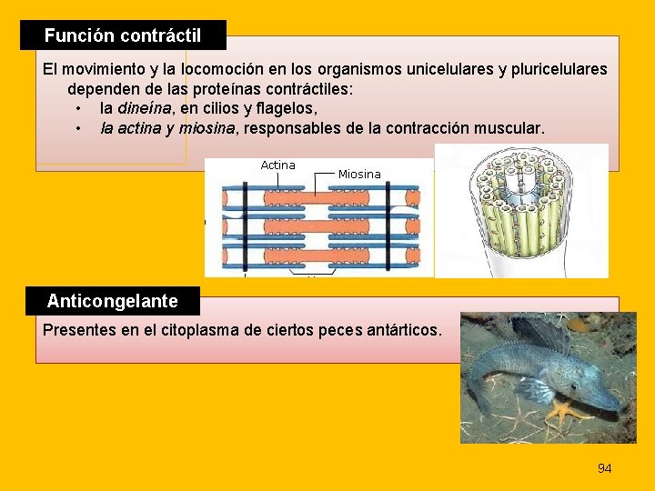 Función contráctil El movimiento y la locomoción en los organismos unicelulares y pluricelulares dependen