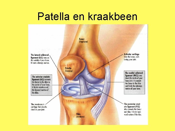 Patella en kraakbeen 