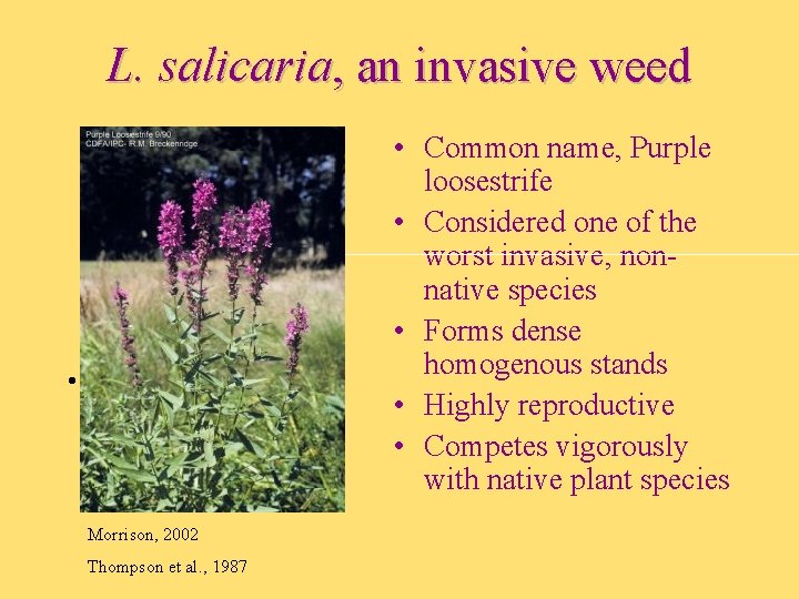 L. salicaria, an invasive weed • Common name, Purple loosestrife • Considered one of