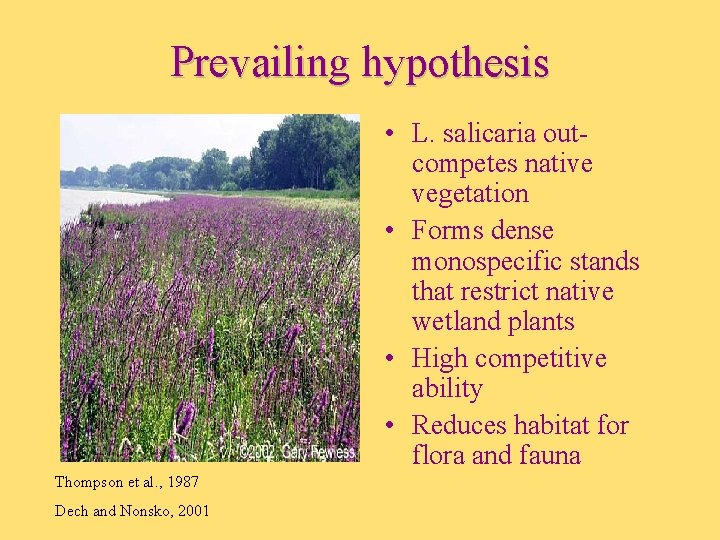 Prevailing hypothesis • L. salicaria outcompetes native vegetation • Forms dense monospecific stands that