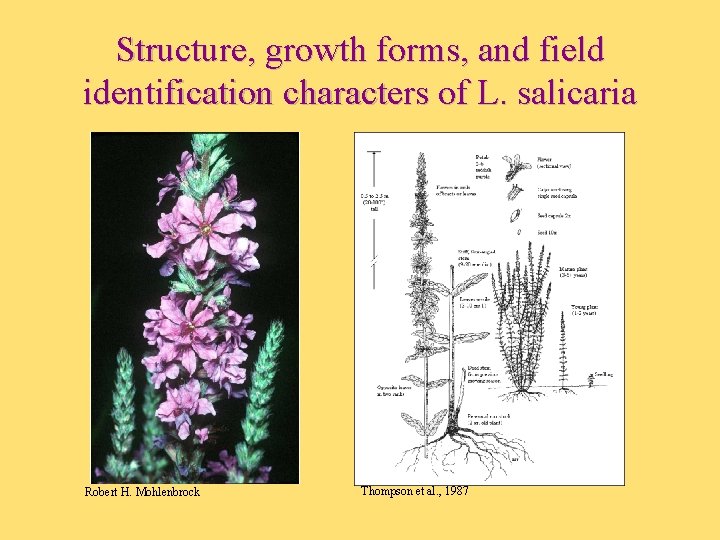 Structure, growth forms, and field identification characters of L. salicaria Robert H. Mohlenbrock Thompson