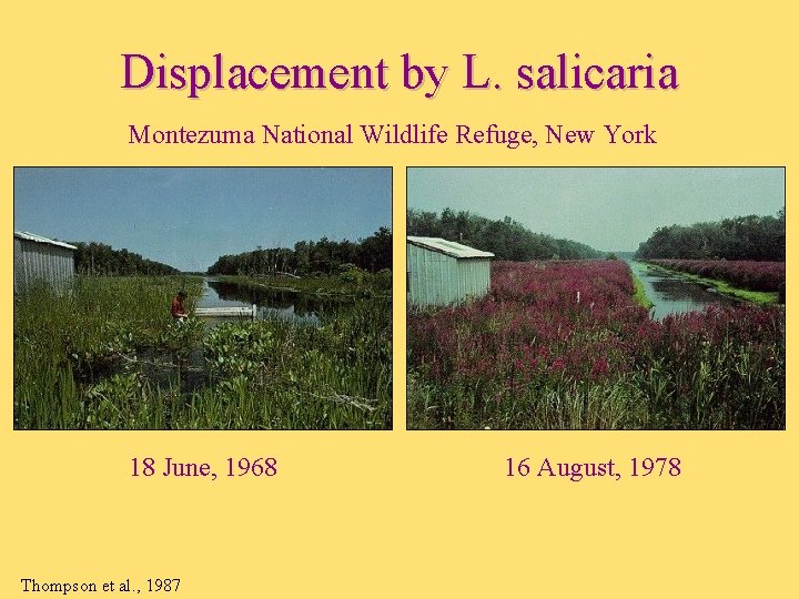 Displacement by L. salicaria Montezuma National Wildlife Refuge, New York • 18 June, 1968