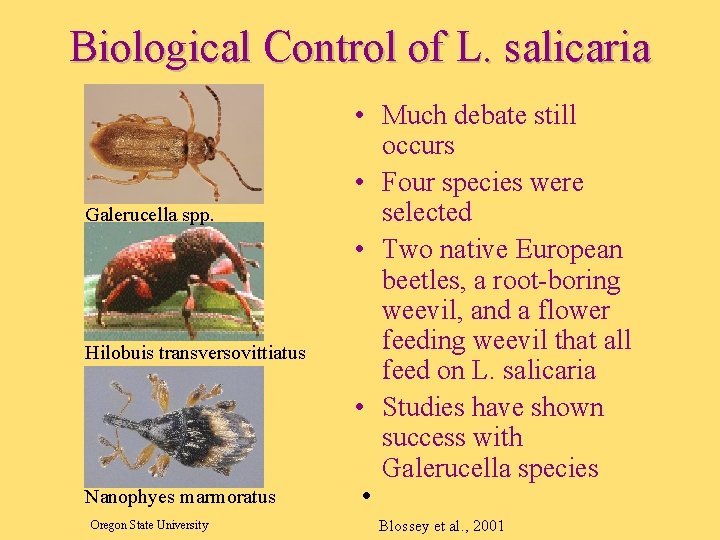 Biological Control of L. salicaria Galerucella spp. Hilobuis transversovittiatus Nanophyes marmoratus Oregon State University