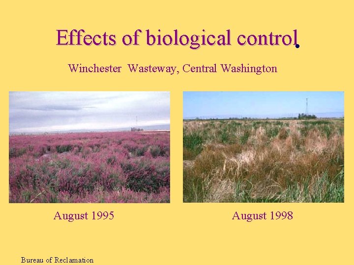 Effects of biological control • Winchester Wasteway, Central Washington August 1995 Bureau of Reclamation