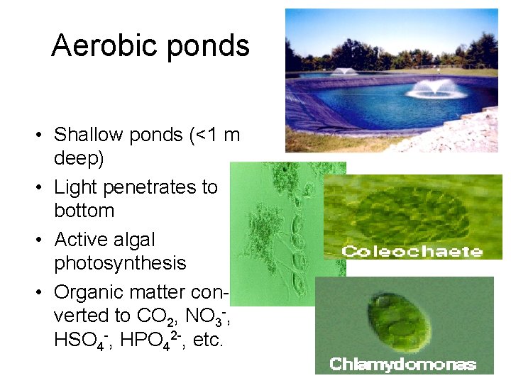 Aerobic ponds • Shallow ponds (<1 m deep) • Light penetrates to bottom •