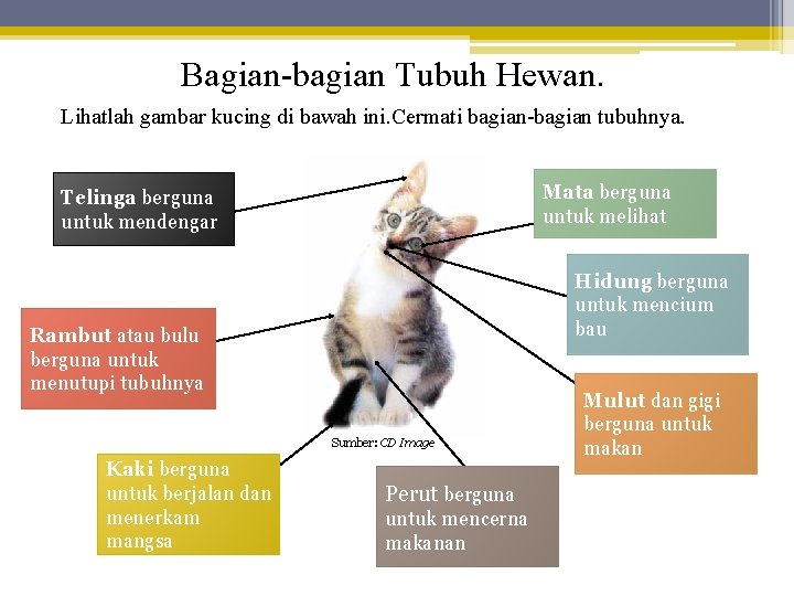 Bagian-bagian Tubuh Hewan. Lihatlah gambar kucing di bawah ini. Cermati bagian-bagian tubuhnya. Mata berguna