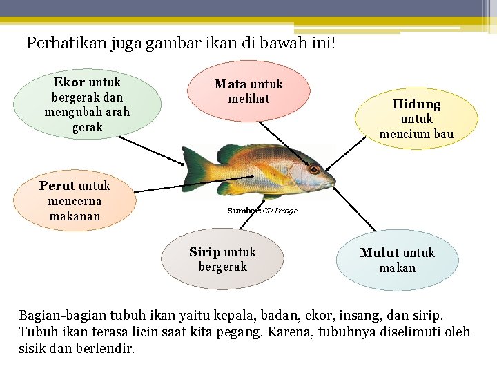 Perhatikan juga gambar ikan di bawah ini! Ekor untuk bergerak dan mengubah arah gerak