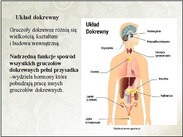 Budowa i funkcjonowanie ukadu dokrewnego Cele lekcji Hormony