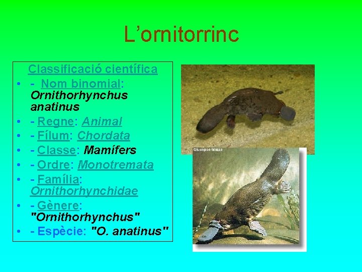 L’ornitorrinc • • Classificació científica - Nom binomial: Ornithorhynchus anatinus - Regne: Animal -