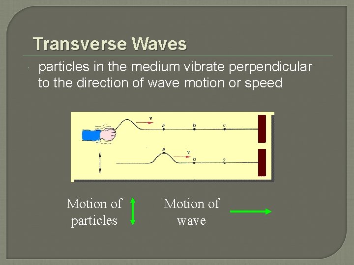 Transverse Waves particles in the medium vibrate perpendicular to the direction of wave motion