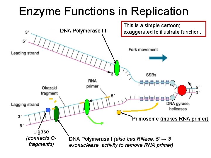 Enzyme Functions in Replication DNA Polymerase III This is a simple cartoon; exaggerated to