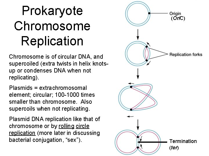 Prokaryote Chromosome Replication (Ori. C) Chromosome is of circular DNA, and supercoiled (extra twists