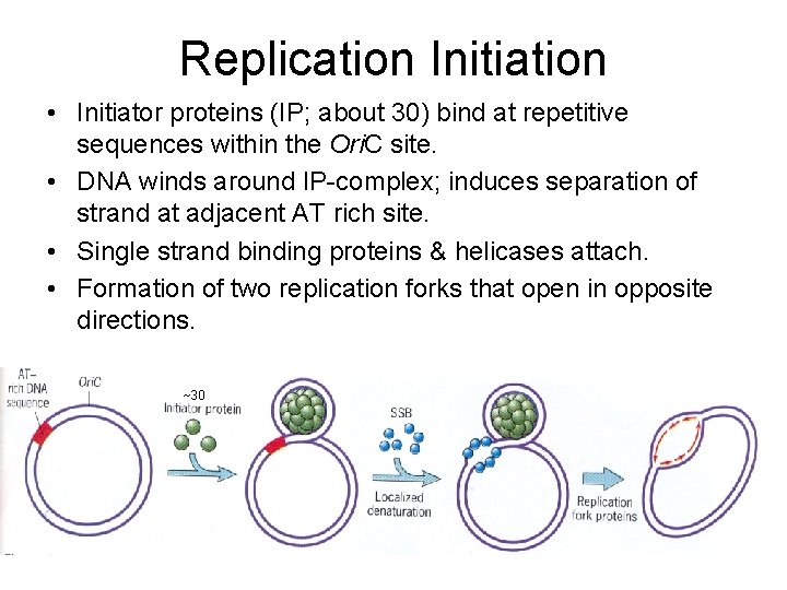 Replication Initiation • Initiator proteins (IP; about 30) bind at repetitive sequences within the