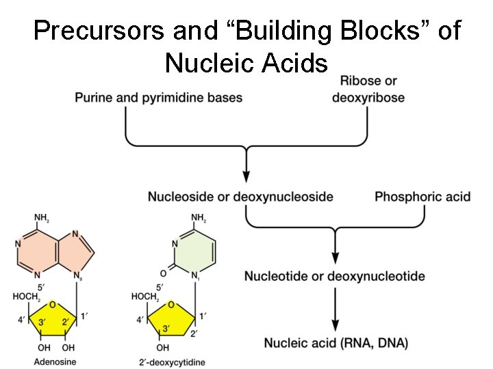 Precursors and “Building Blocks” of Nucleic Acids 
