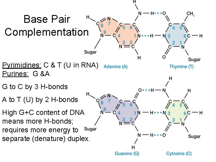 Base Pair Complementation Pyrimidines: C & T (U in RNA) Purines: G &A G