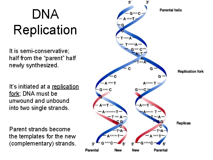 DNA Replication It is semi-conservative; half from the “parent” half newly synthesized. It’s initiated