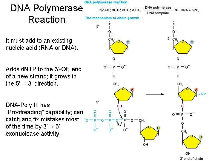 DNA Polymerase Reaction It must add to an existing nucleic acid (RNA or DNA).