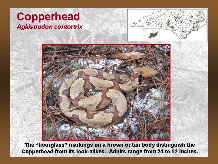 Copperhead Agkistrodon contortrix The “hourglass” markings on a brown or tan body distinguish the
