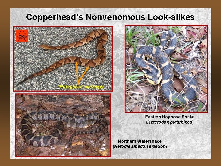 Copperhead’s Nonvenomous Look-alikes “Hourglass” markings Eastern Hognose Snake (Heterodon platirhinos) Northern Watersnake (Nerodia sipedon)