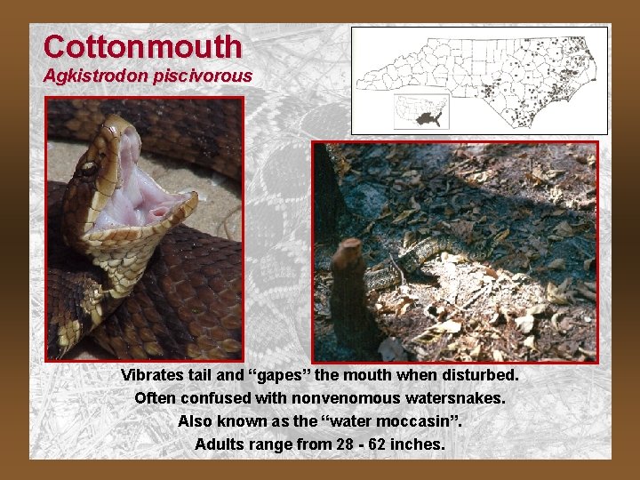 Cottonmouth Agkistrodon piscivorous Vibrates tail and “gapes” the mouth when disturbed. Often confused with