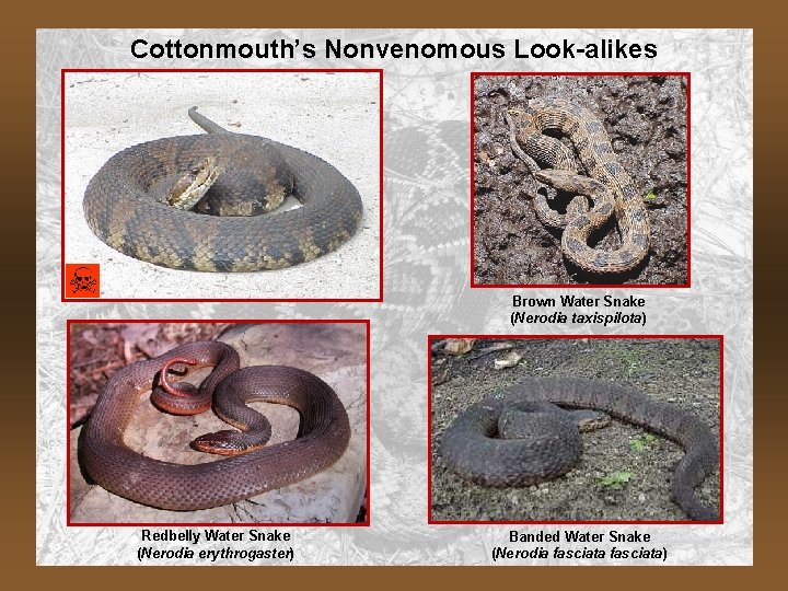 Cottonmouth’s Nonvenomous Look-alikes Brown Water Snake (Nerodia taxispilota) Redbelly Water Snake (Nerodia erythrogaster) Banded