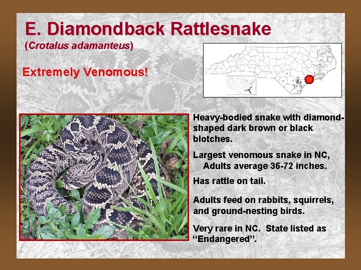 E. Diamondback Rattlesnake (Crotalus adamanteus) Extremely Venomous! Heavy-bodied snake with diamondshaped dark brown or
