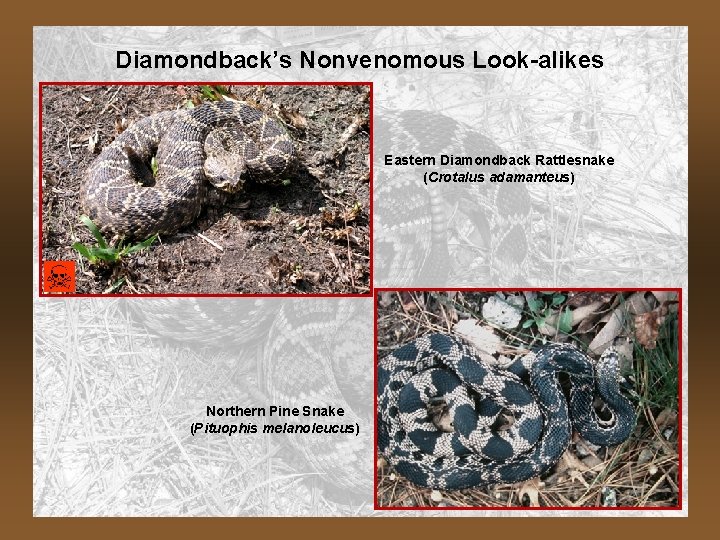 Diamondback’s Nonvenomous Look-alikes Eastern Diamondback Rattlesnake (Crotalus adamanteus) Northern Pine Snake (Pituophis melanoleucus) 