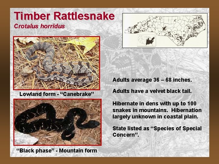 Timber Rattlesnake Crotalus horridus Adults average 36 – 68 inches. Lowland form - “Canebrake”