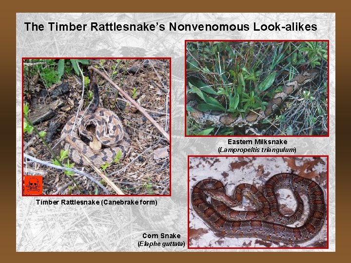 The Timber Rattlesnake’s Nonvenomous Look-alikes Eastern Milksnake (Lampropeltis triangulum) Timber Rattlesnake (Canebrake form) Corn