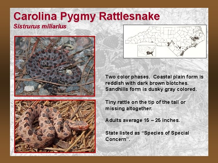 Carolina Pygmy Rattlesnake Sistrurus miliarius Two color phases. Coastal plain form is reddish with