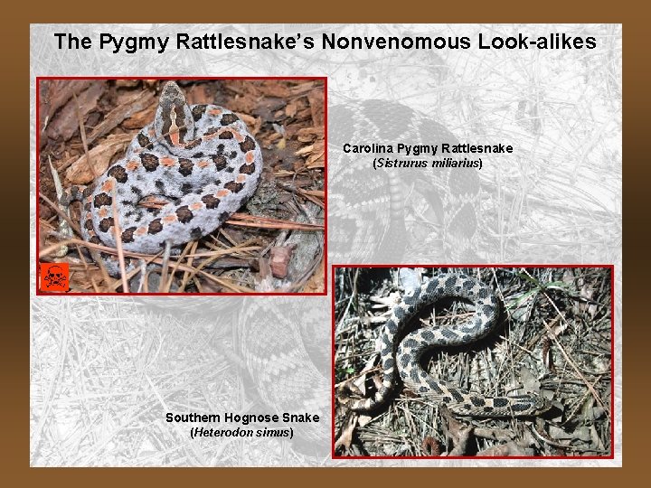 The Pygmy Rattlesnake’s Nonvenomous Look-alikes Carolina Pygmy Rattlesnake (Sistrurus miliarius) Southern Hognose Snake (Heterodon