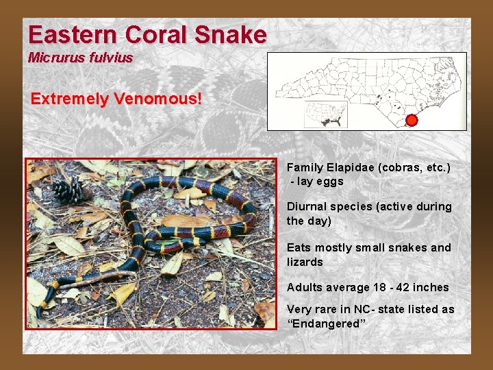 Eastern Coral Snake Micrurus fulvius Extremely Venomous! Family Elapidae (cobras, etc. ) - lay