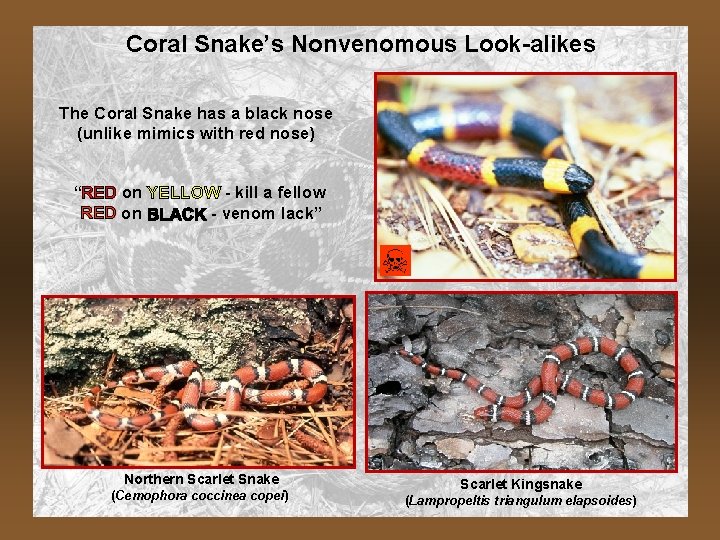 Coral Snake’s Nonvenomous Look-alikes The Coral Snake has a black nose (unlike mimics with