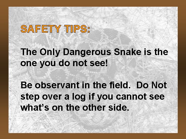 SAFETY TIPS: The Only Dangerous Snake is the one you do not see! Be