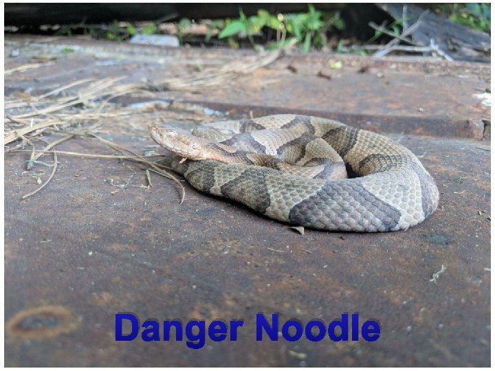 Danger Noodle 