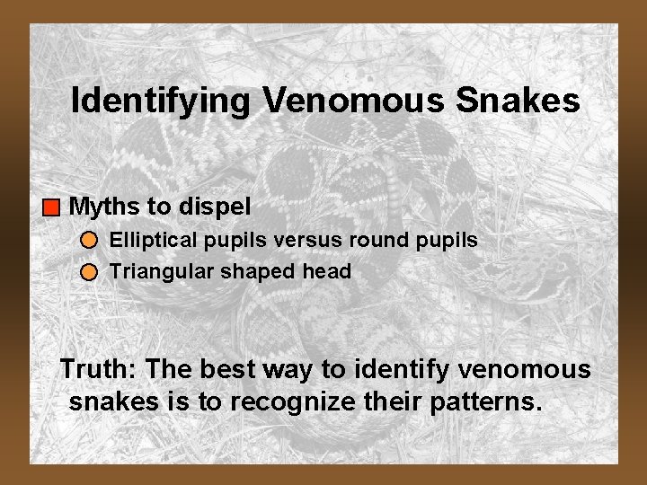 Identifying Venomous Snakes Myths to dispel Elliptical pupils versus round pupils Triangular shaped head