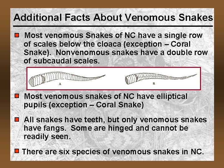 Additional Facts About Venomous Snakes Most venomous Snakes of NC have a single row