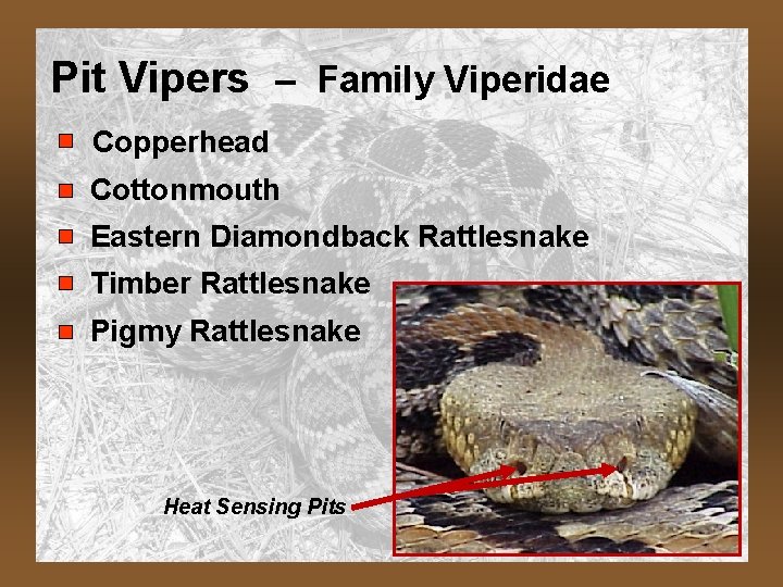 Pit Vipers – Family Viperidae Copperhead Cottonmouth Eastern Diamondback Rattlesnake Timber Rattlesnake Pigmy Rattlesnake