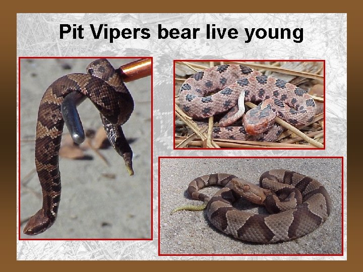 Pit Vipers bear live young 