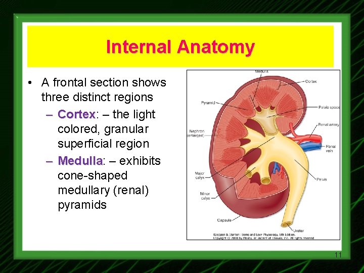 Internal Anatomy • A frontal section shows three distinct regions – Cortex: Cortex –
