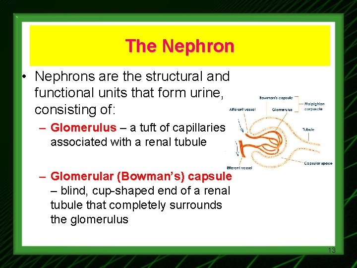 The Nephron • Nephrons are the structural and functional units that form urine, consisting