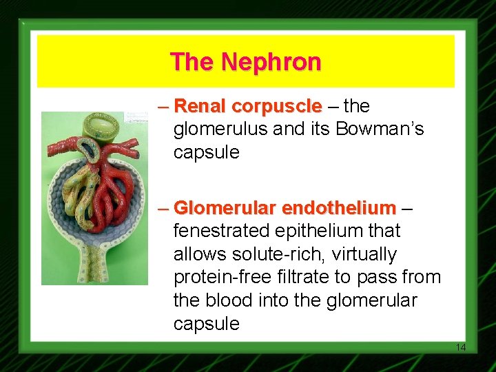 The Nephron – Renal corpuscle – the glomerulus and its Bowman’s capsule – Glomerular